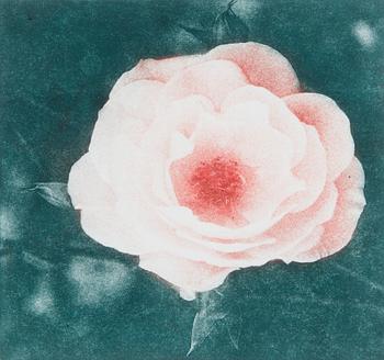 Melek Mazici, Nimetön.