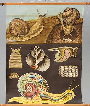 SKOLPLANSHER, 3 st, Gumperts, djurmotiv.