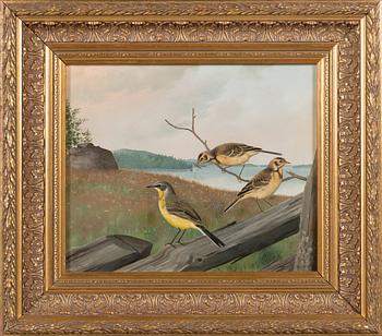 Matti Karppanen, Yellow wagtails.