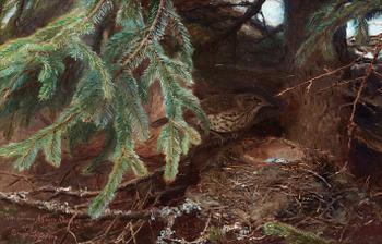 911. Bruno Liljefors, Song thrush by a nest.