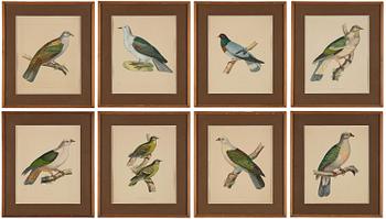 351. A set of eight plates from "Iconographie des pigeons" by Charles Lucien Bonaparte.