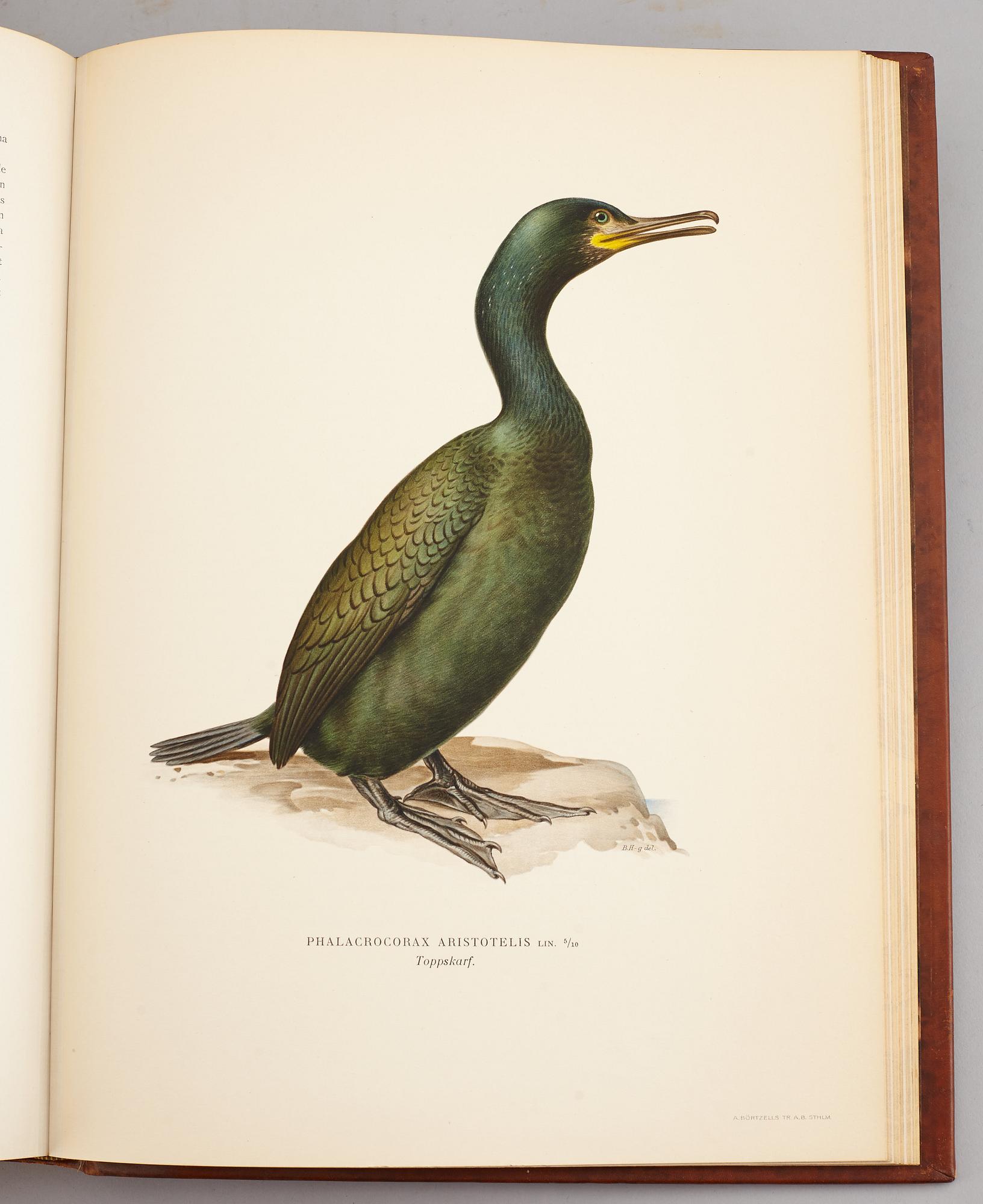 A set of three books about Swedish birds by von Wright. 1927.