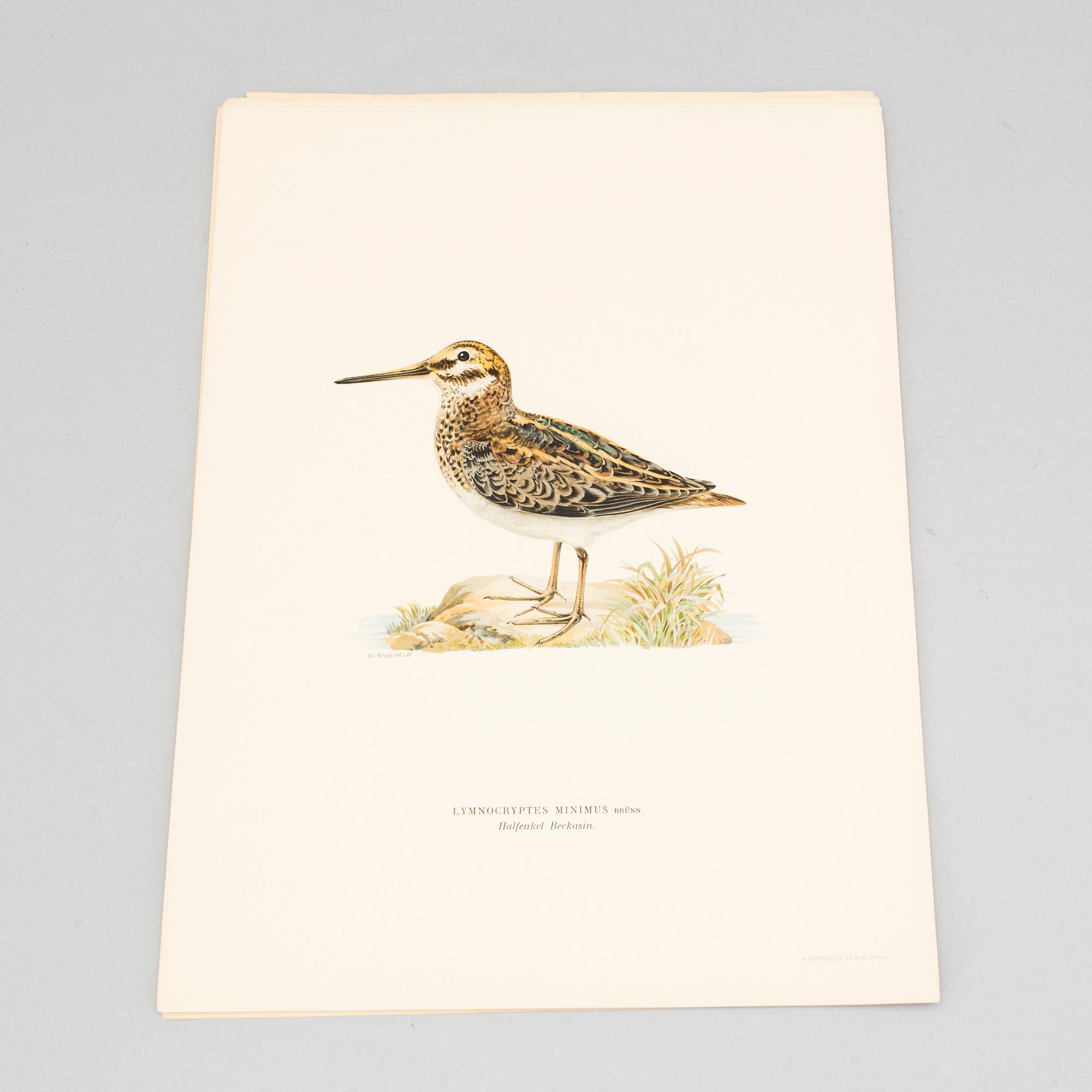 24 litograph prints in color from the book "Swedish Birds" by M and W von Wright.