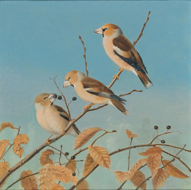 Matti Karppanen, Hawfinches.