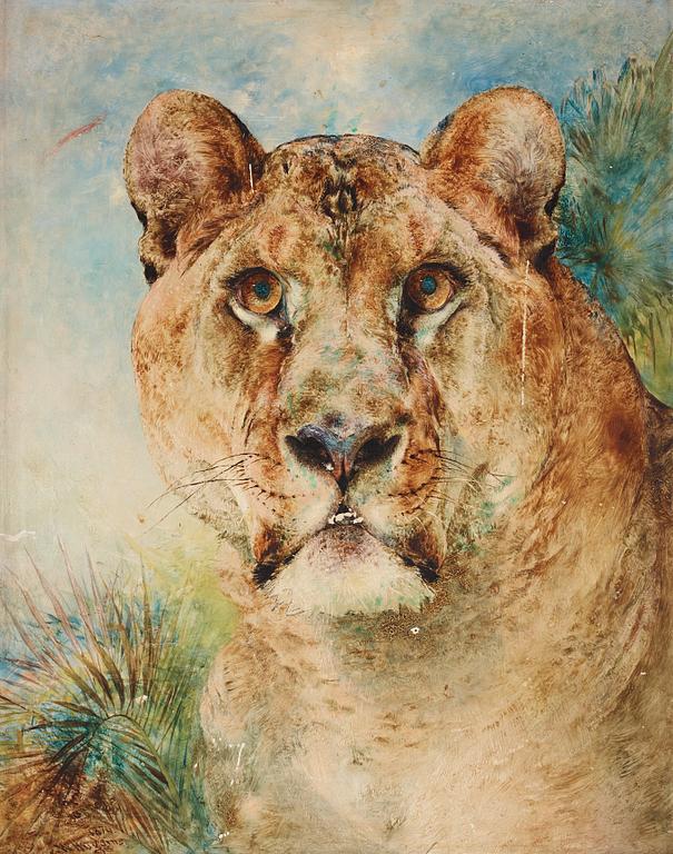William Huggins, "Lioness".