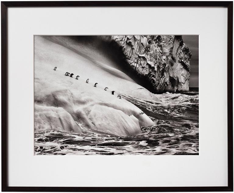 Sebastião Salgado, "Chinstrap Penguins, South Sandwich Island", 2009.