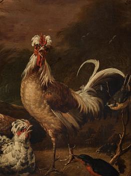 Melchior de Hondecoeter In the manner of the artist, Chickens.