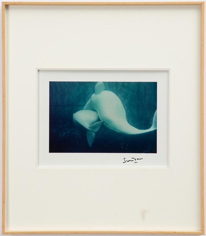 Lord Snowdon, "Beluga Whales", 1968.