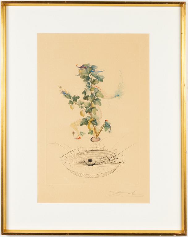 Salvador Dalí, photo lithograph in colours & engraving, 1969, signed CXXIII/CL.