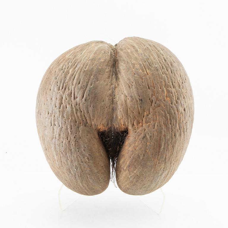Double coconut, also known as Coco de Mer, Lodoicea maldivica.