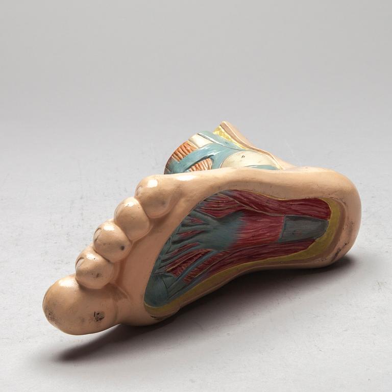 ANATOMISK MODELL, plast, 1900-talets mitt.