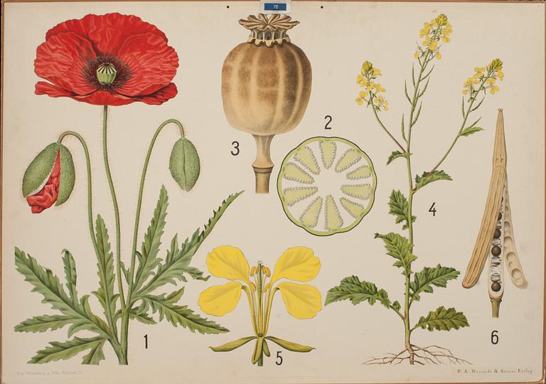 SKOLPLANSCHER, 4 st. 1900-tal.