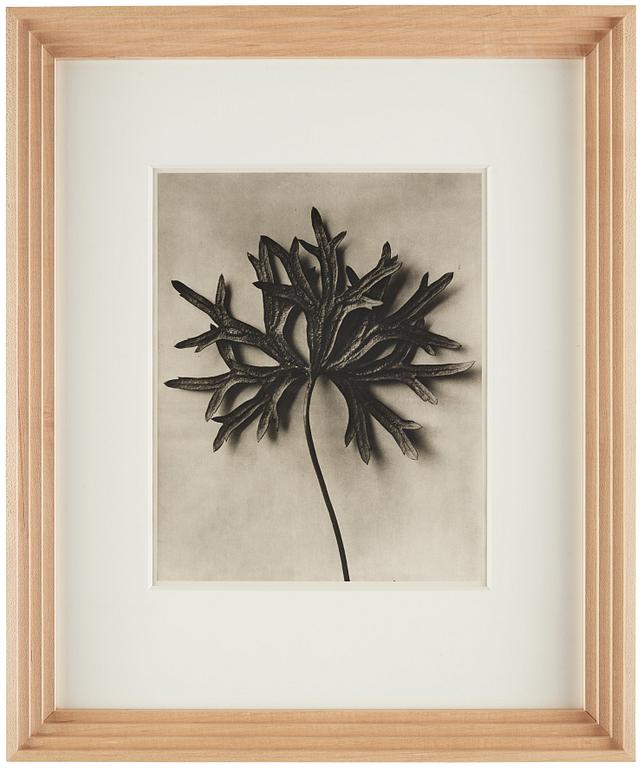 Karl Blossfeldt, "Urformen der Kunst", 1928 (22 st).