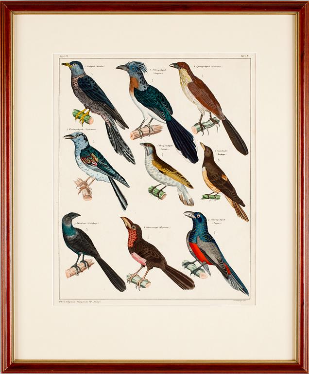 HANDKOLORERADE LITOGRAFIER, 3 st, Oken, Stuttgart, Tyskland, 1800-talets mitt.