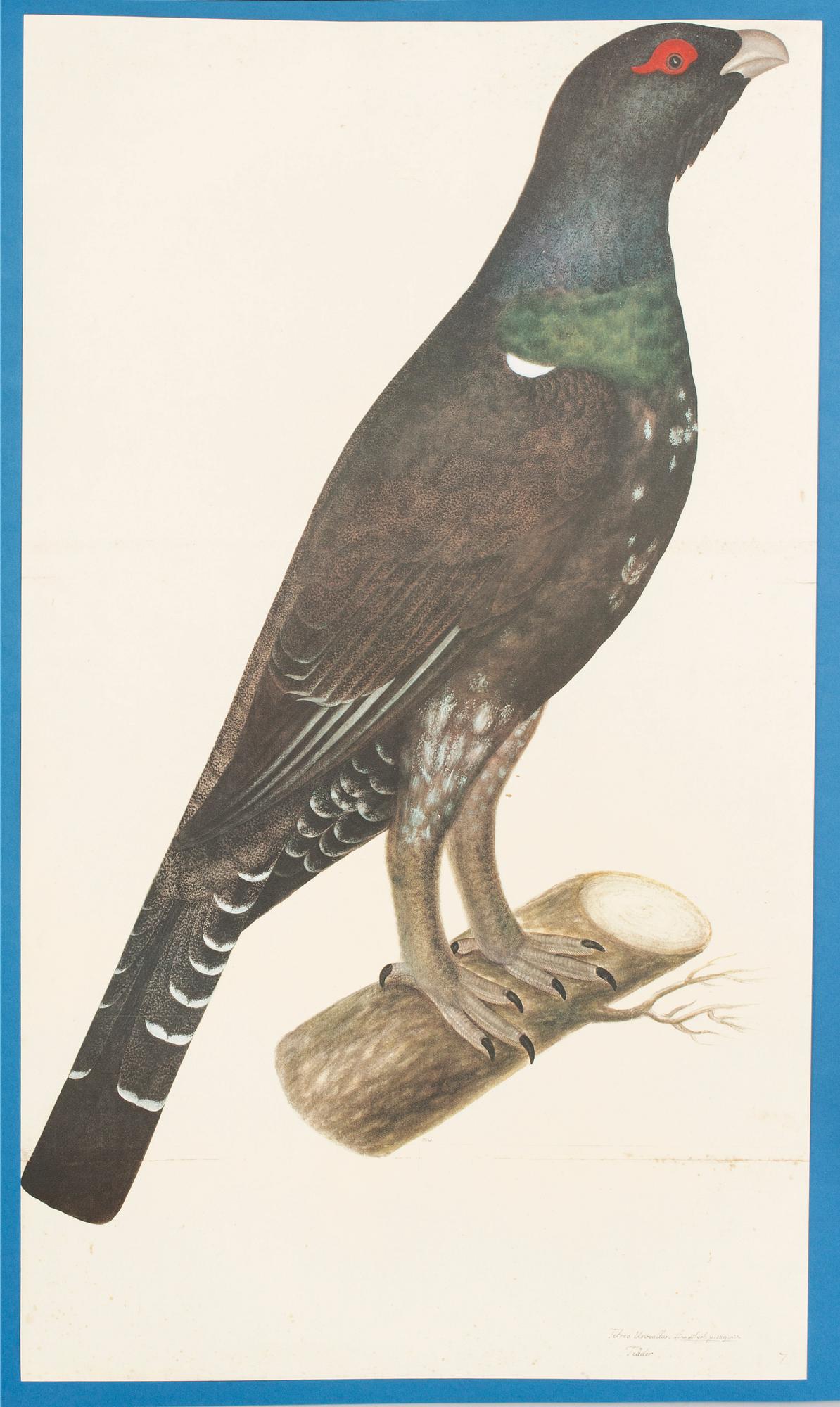 OLOF RUDBECK D.Y., "Portföljen" samt "Fogelboken", René Coeckelberghs Bokförlag, 1985.