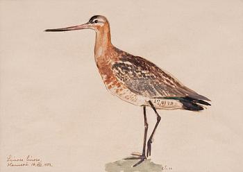 447. Lennart Segerstråle, "LIMOSA LIMOSA".