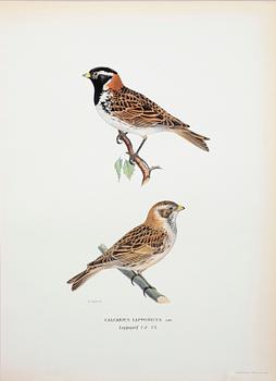 LITOGRAFISKA TRYCK, ca 170 st, ur von Wrights "Svenska fåglar", A. Börtzells, Stockholm, 1920-tal.