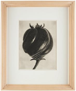 Karl Blossfeldt, "Urformen der Kunst", 1928 (22 parts).