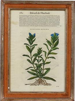 PIETRO ANDREA MATTIOLI. Trägravyrer handkolorerade, 1500-talets andra hälft.