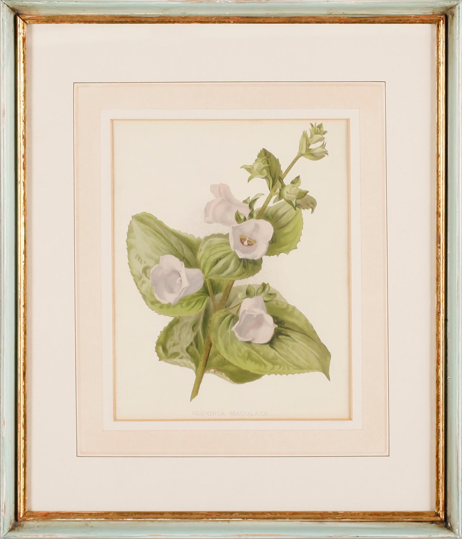 TAVLOR, 6 st, tryck, 1900-talets andra hälft.