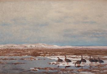 701. Bruno Liljefors, Resting Wild Geese.