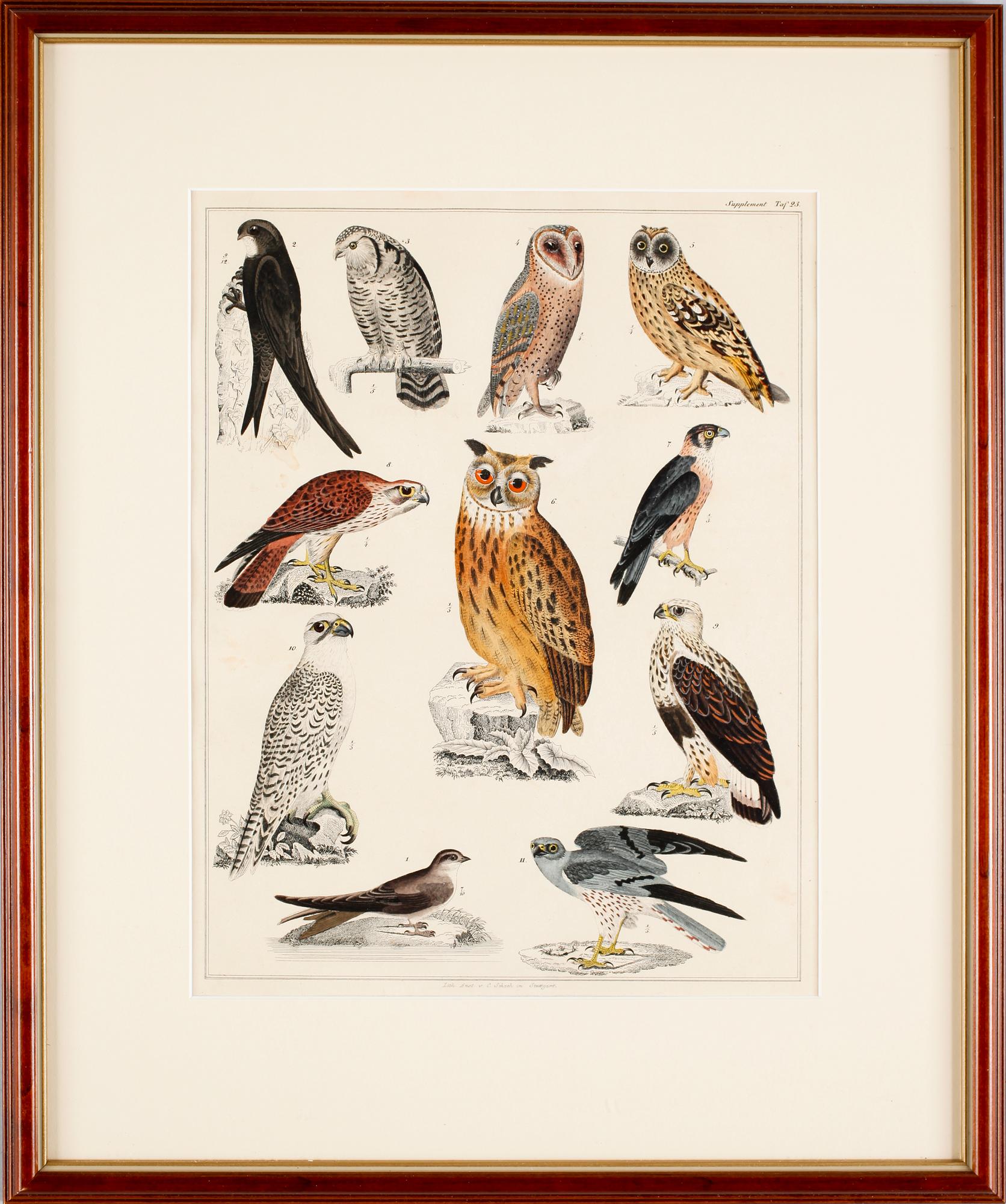 HANDKOLORERADE LITOGRAFIER, 3 st, Oken, Stuttgart, Tyskland, 1800-talets mitt.