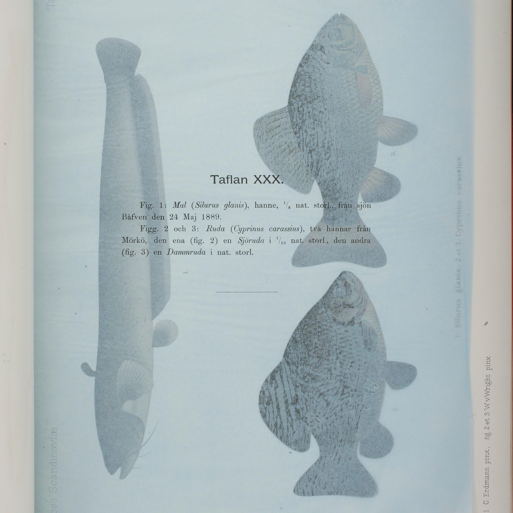 F.A.SMITT, 2 vol, Skandinaviens fiskar målade af W. von Wright, Taflor, Stockholm 1892-95.
