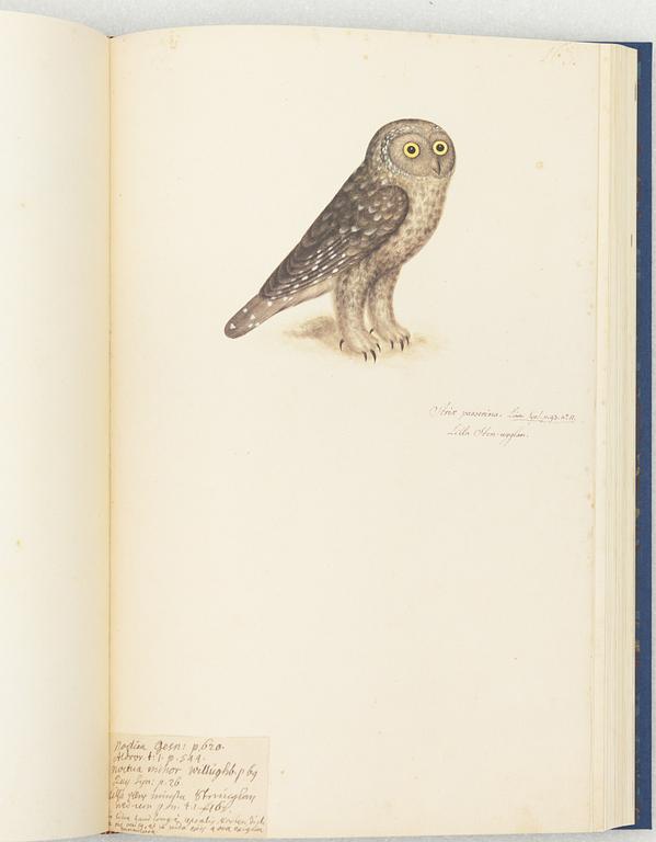 Olof Rudbeck d.y., "Svenska fåglar".