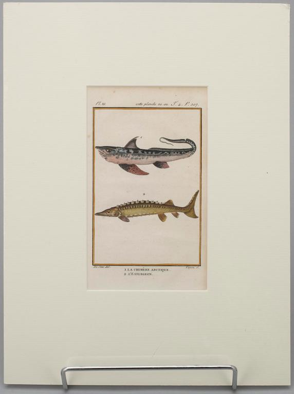 GRAVYRER, 7 st, efter de Seve, "Natural History" de Buffon. Senare upplagor.