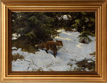Thure Wallner, Räv i vårvinterlandskap.