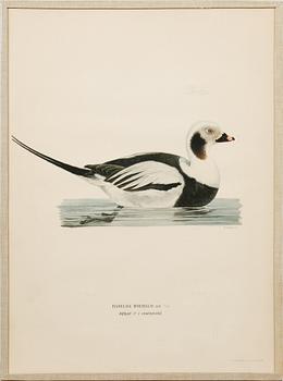 Ten prints from M and W von Wrights book "Svenska fåglar", printed at A. Börtzells in Stockholm, 20th century.