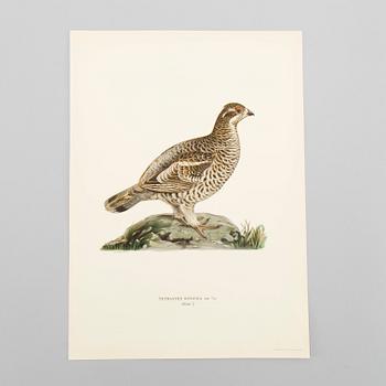 LITOGRAFISKA TRYCK, ca 150 st, Ferdinand von Wright, Börtzells, Stockholm.