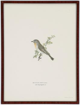 LITOGRAFIER, 12 stycken, ur "Svenska fåglar", Magnus och Wilhelm von Wright, A Börtzells, 1900-talets första hälft.