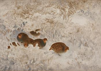 851. Bruno Liljefors, Grouse in snow.
