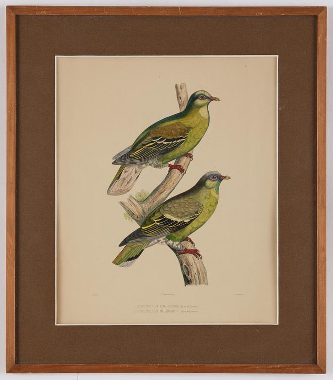 A set of eight plates from "Iconographie des pigeons" by Charles Lucien Bonaparte.