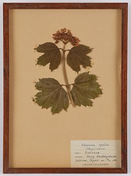 Herbarium, 10 delar, Sverige, 1930-1970-tal.