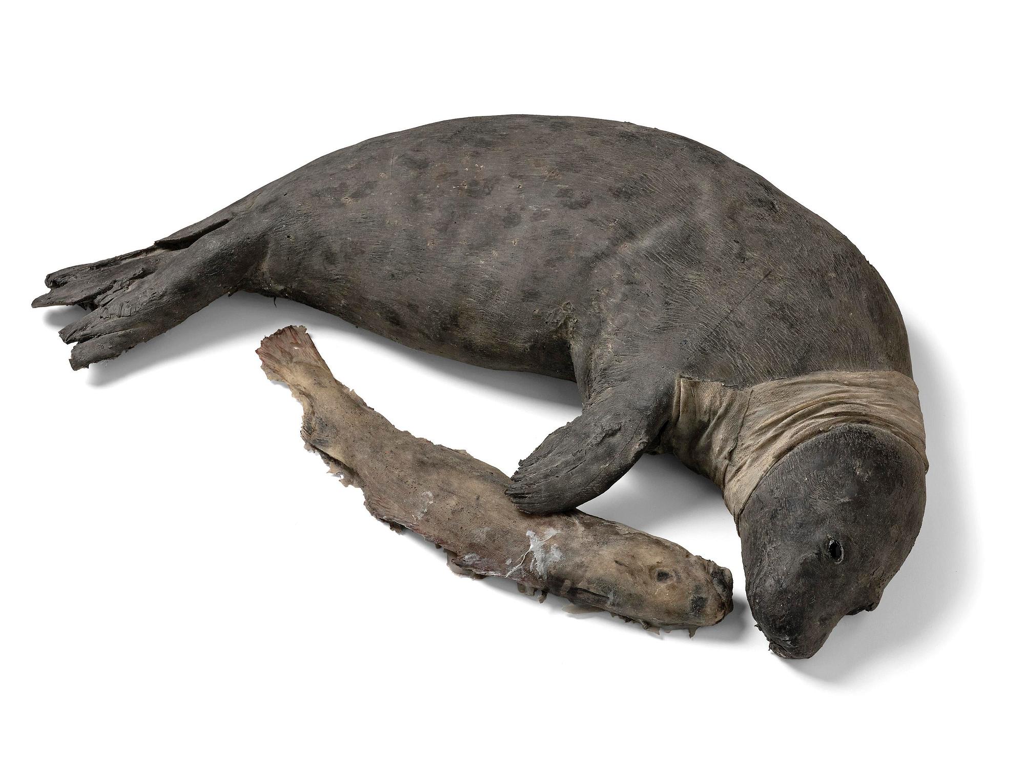 Roland Persson, "Wounded seal".