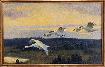 William Gislander, Swans.