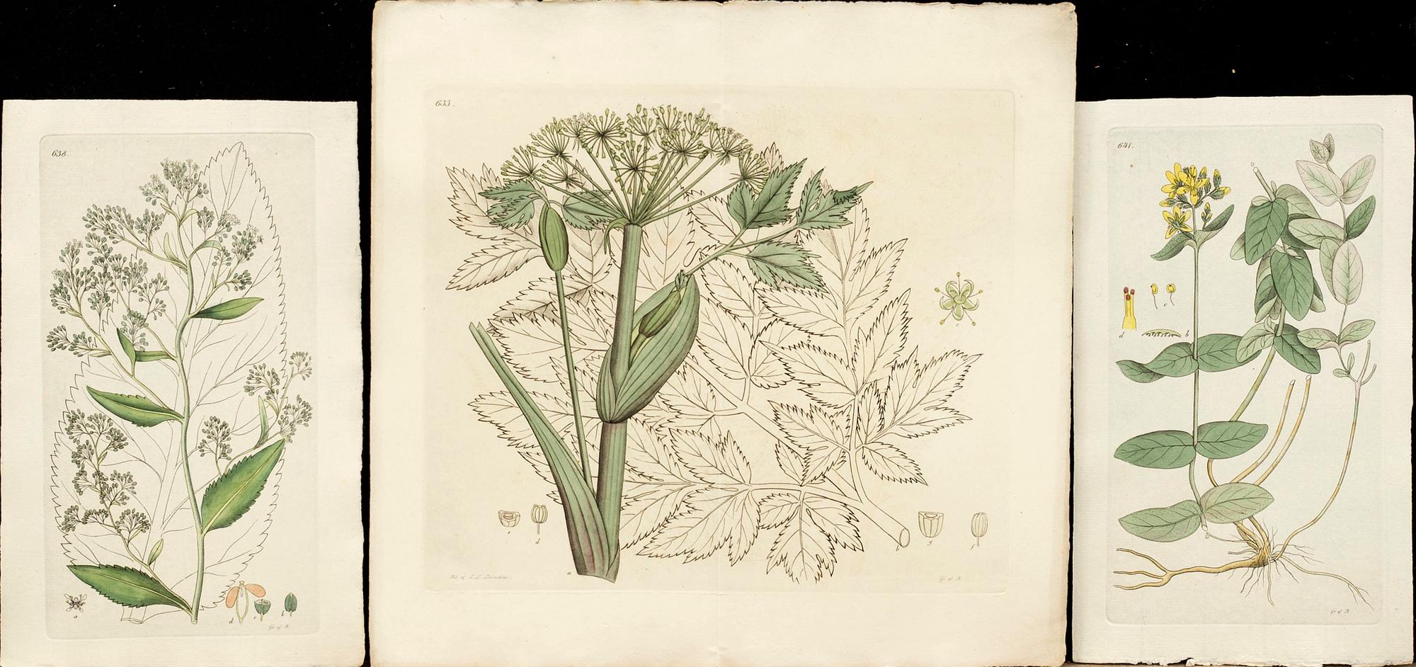 JOHAN PALMSTRUCH,  "Svensk Botanik" 5 häften med 72 st koppargravyrer, ca 1823-1830.