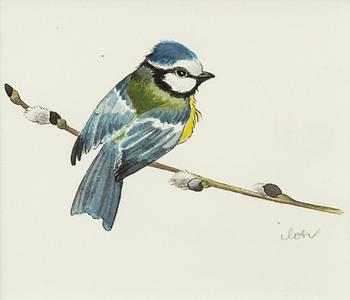 Ilon Wikland, Blue tit on a willow branch.