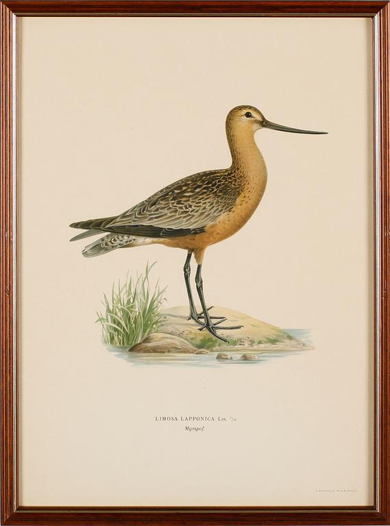 LITOGRAFISKA TRYCK, 13 st, ur von Wrights "Svenska fåglar", A. Börtzells, Stockholm.