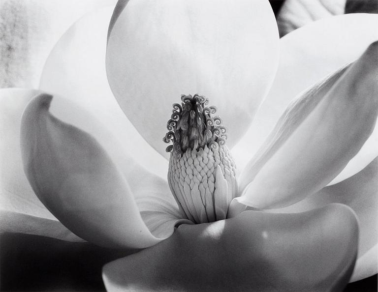 Imogen Cunningham, "Magnolia Blossom", 1925.