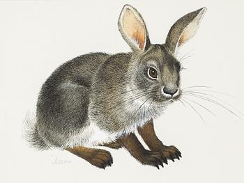 Ilon Wikland, Hare.