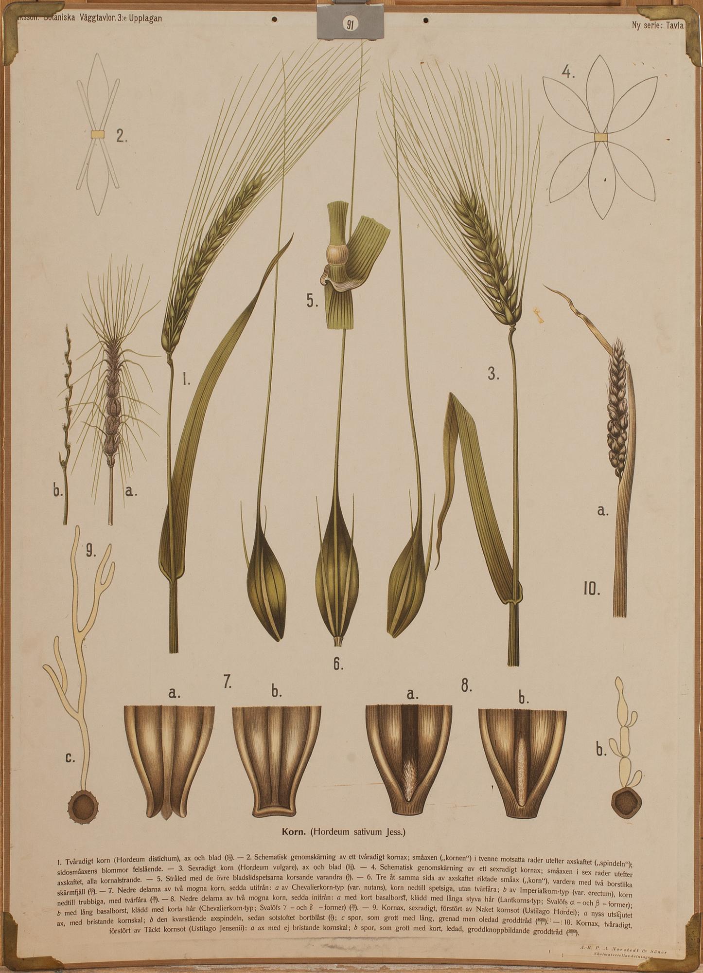 SKOLPLANSCHER, 5 st, 1900-tal.