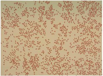971. Ed Ruscha, "Red ants", from: "Insects".
