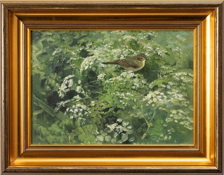 Thure Wallner, Common Chiffchaff.