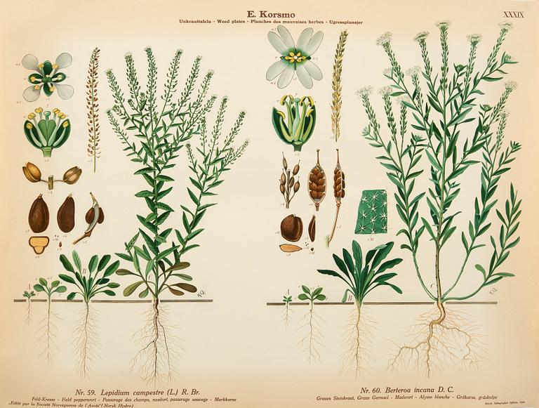 Emil Korsmo, 29 lithographic weed plates.
