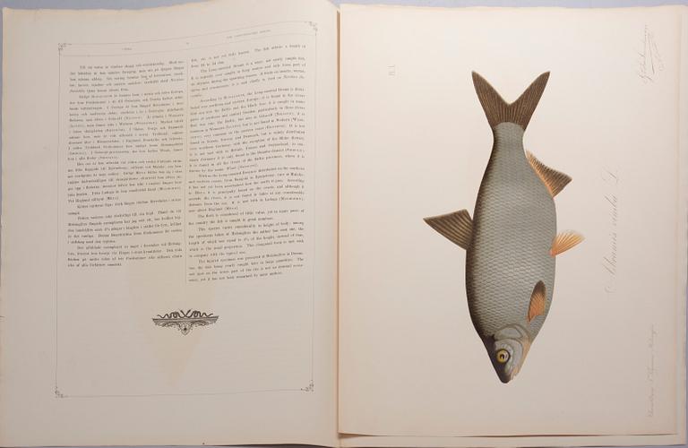 GÖSTA SUNDMAN, Finlands fiskar, The Fishes of Finland, publicerad av G. W. Edlund, Helsingfors, 1883-1893.