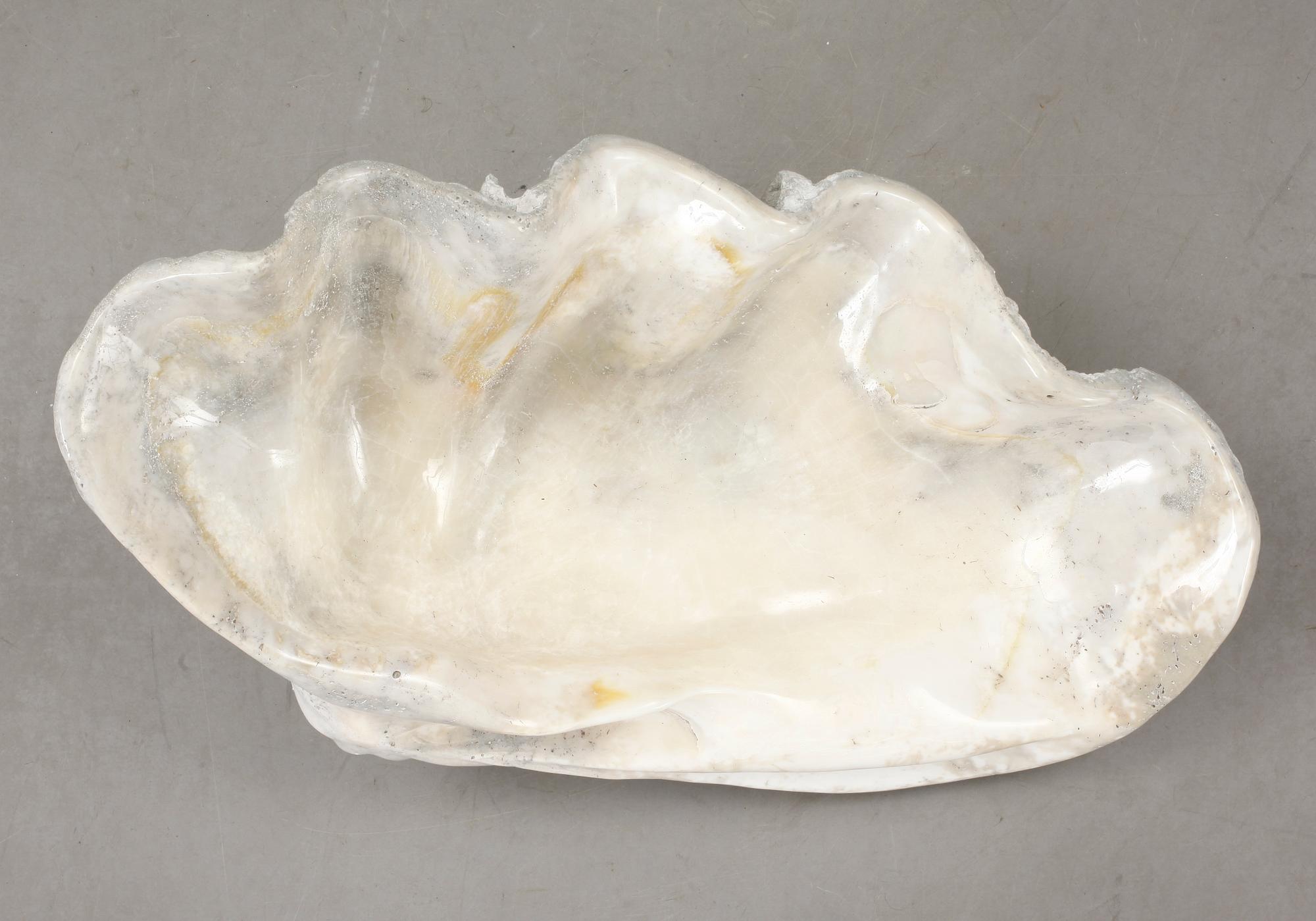 MUSSLA, fossil.