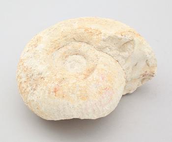 FOSSIL.